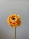 Fleur de papier Renoncule [modèles variés]