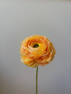 Fleur de papier Renoncule [modèles variés]
