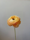 Fleur de papier Renoncule [modèles variés]