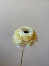 Fleur de papier Renoncule [modèles variés]