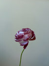 Fleur de papier Renoncule [modèles variés]