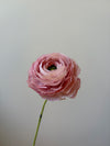 Fleur de papier Renoncule [modèles variés]