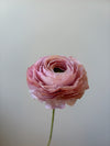 Fleur de papier Renoncule [modèles variés]