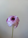 Fleur de papier Renoncule [modèles variés]