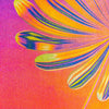 Affiche risographie 'A Flower at Sunset'