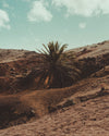 Photograph 'A palm tree in the middle'
