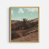 Photograph 'A palm tree in the middle'