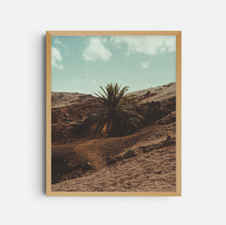 Photograph 'A palm tree in the middle'