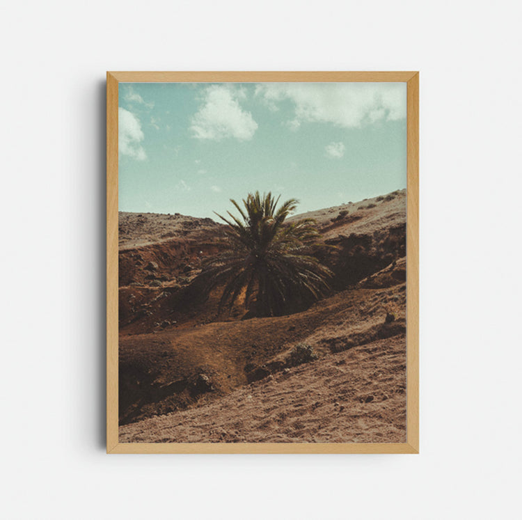 Photograph 'A palm tree in the middle'
