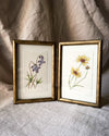 Original watercolor 'Violet and Tickseed'