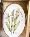 Aquarelle originale 'Sabot de la Vierge blanc'