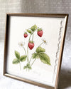 Original watercolor 'Wild Strawberry'