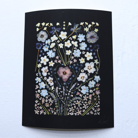 Black Anemone poster