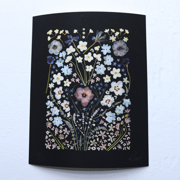 Black Anemone poster