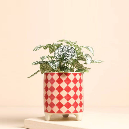 Petit pot de fleurs damier