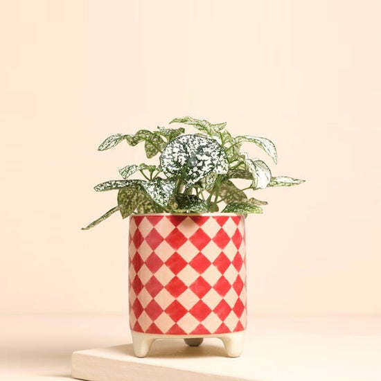 Petit pot de fleurs damier
