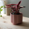 Cache-Pot Pillar rose