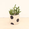 Petit cache-pot à pois