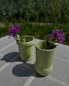 Honeydew vase [varied models]