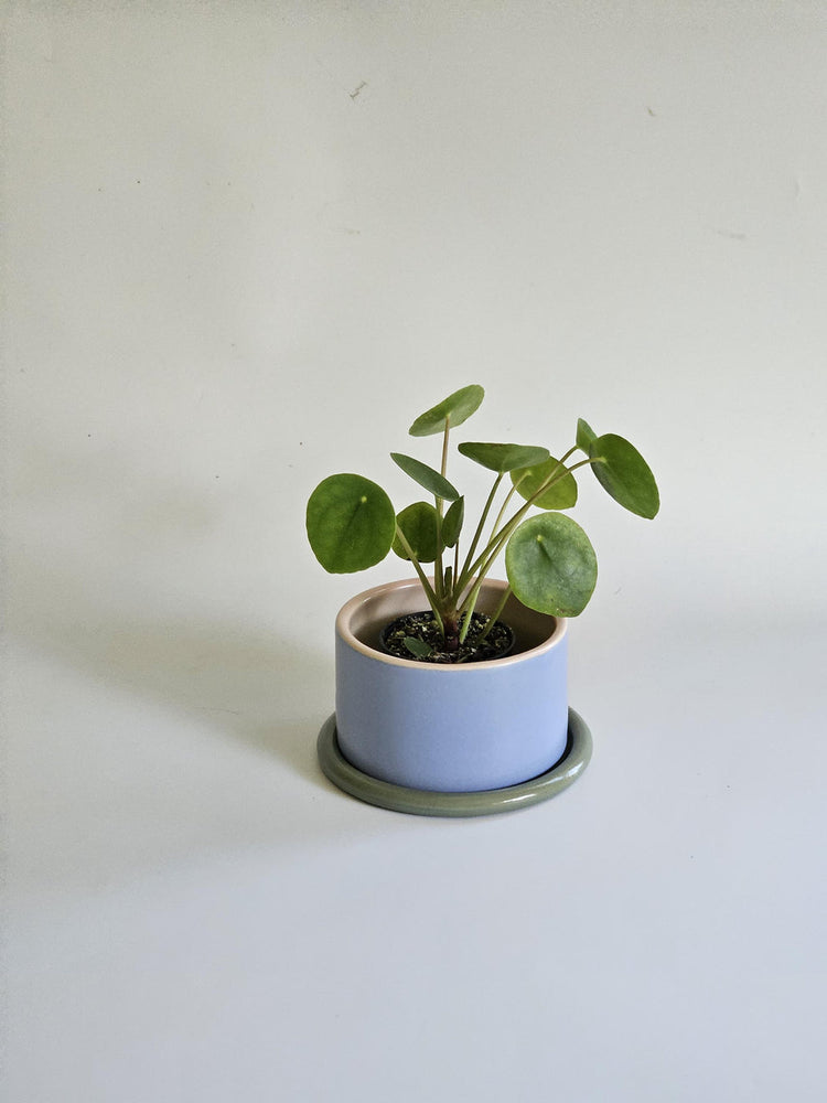 Pot à plante tricolore