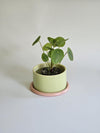 Pot à plante tricolore