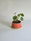 Pot à plante tricolore