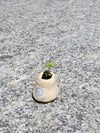 Miniature stoneware pot