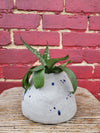 Cache-pot Enchanted Concrete